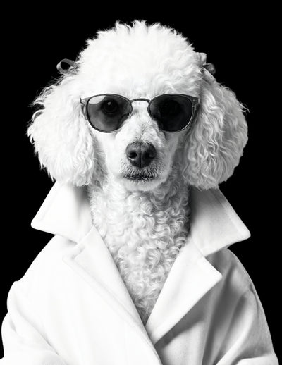 Cuadro de Mascota Estilo Revista